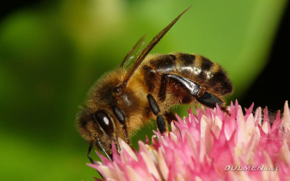 European honey bee (Apis mellifera)